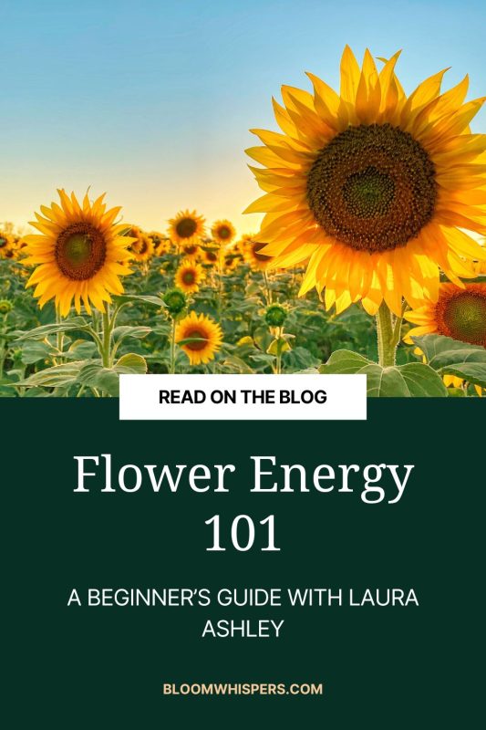 Sunflower and flower energy