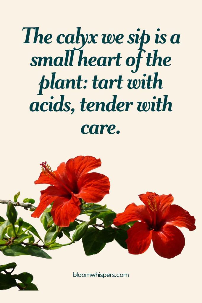 Hibiscus flower quote