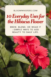 The Story of The Hibiscus Flower: Meaning, Symbolism, and Benefits All
