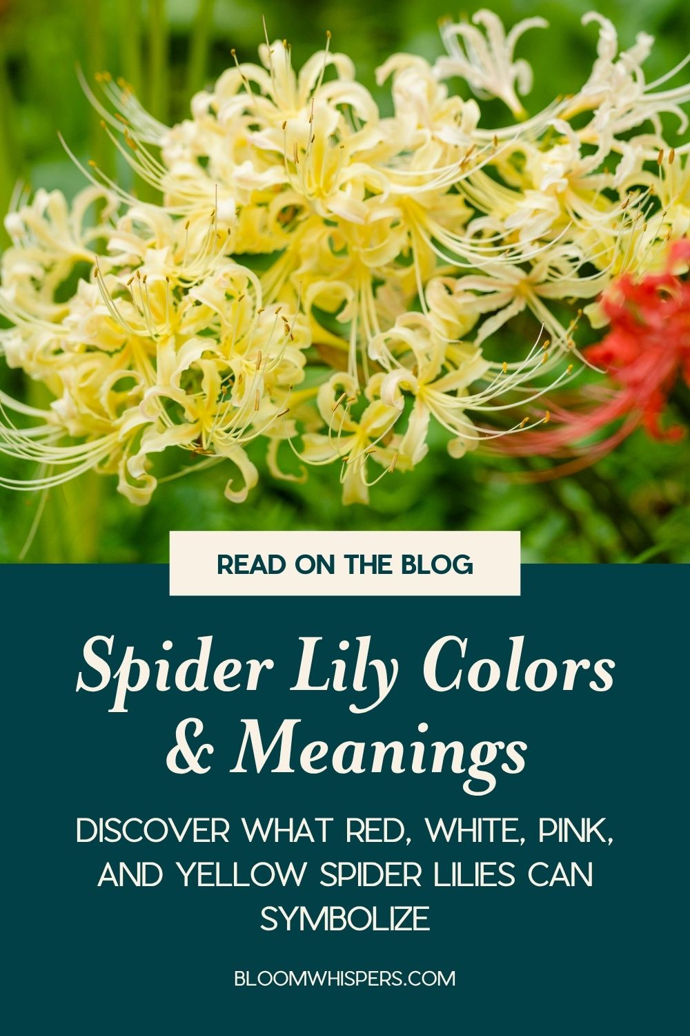 Spider Lily Colors